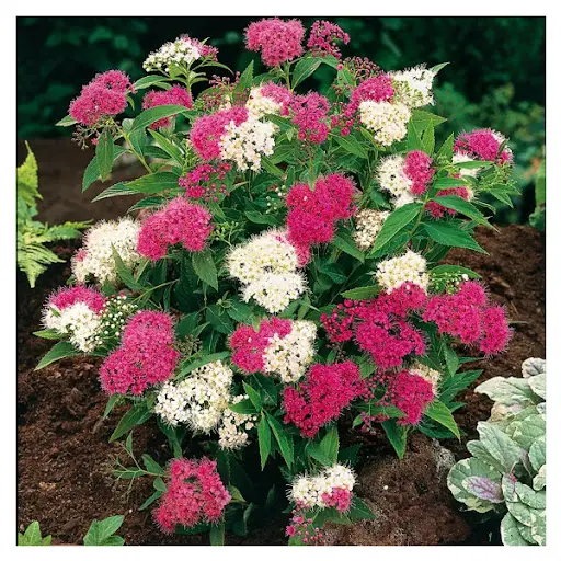 Спірея японська 'Генпей', Spiraea japonica 'Genpei' С2 Н20/30