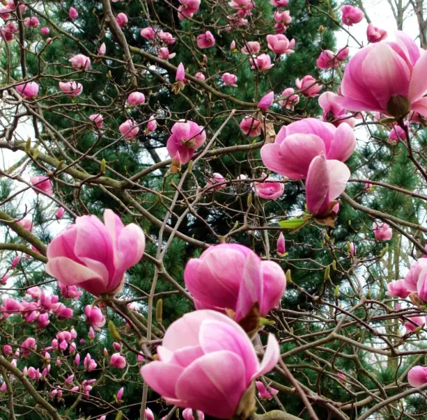 Магнолія гібридна 'Пінк Гоблет', Magnolia hibrida 'Pink Goblet' С15 Н70/80