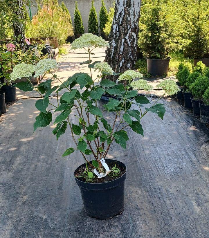 Гортензія деревоподібна 'Лайм Рікі', Hydrangea arborescens 'Lime Rickey' С5 Н100/120