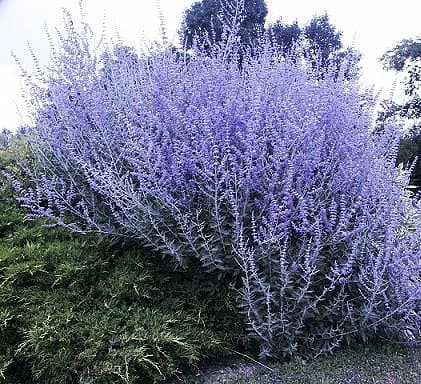 Перовскія лебедолиста 'Сільвер Блю', Perovskia atriplicifolia 'Silvery Blue' С3