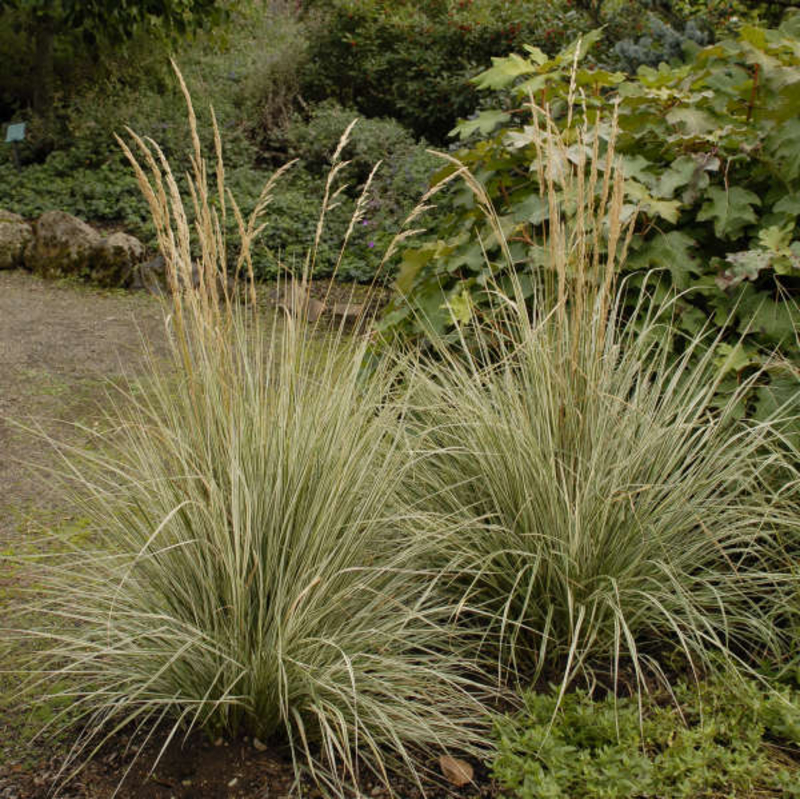 Війник гостроквітковий "Овердам", Calamagrostis acutiflora 'Overdam' С2