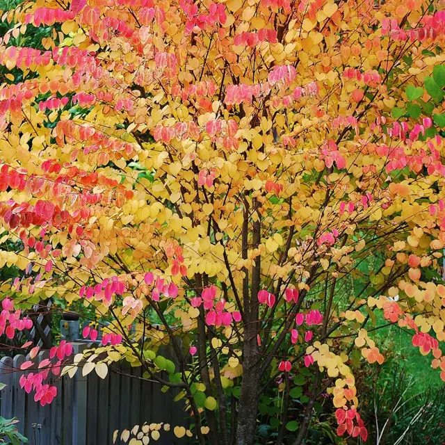 Багряник японський, Cercidiphyllum japonicum С10 Н180+
