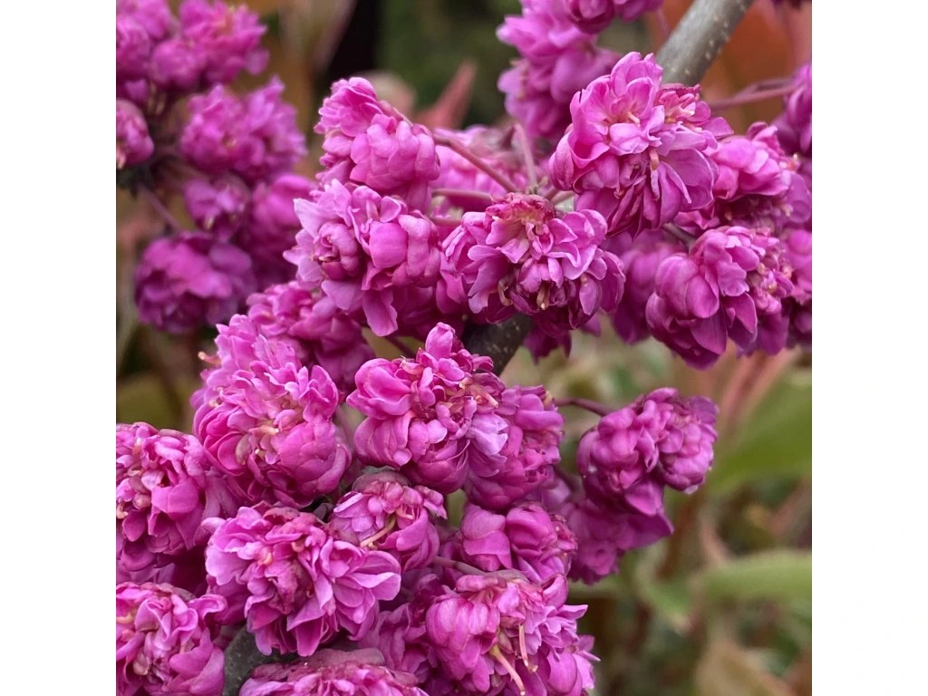 Церцис Канадський 'Пінк Пом Пом', Cercis Canadensis 'Pink Pom Poms' C15 H150/160