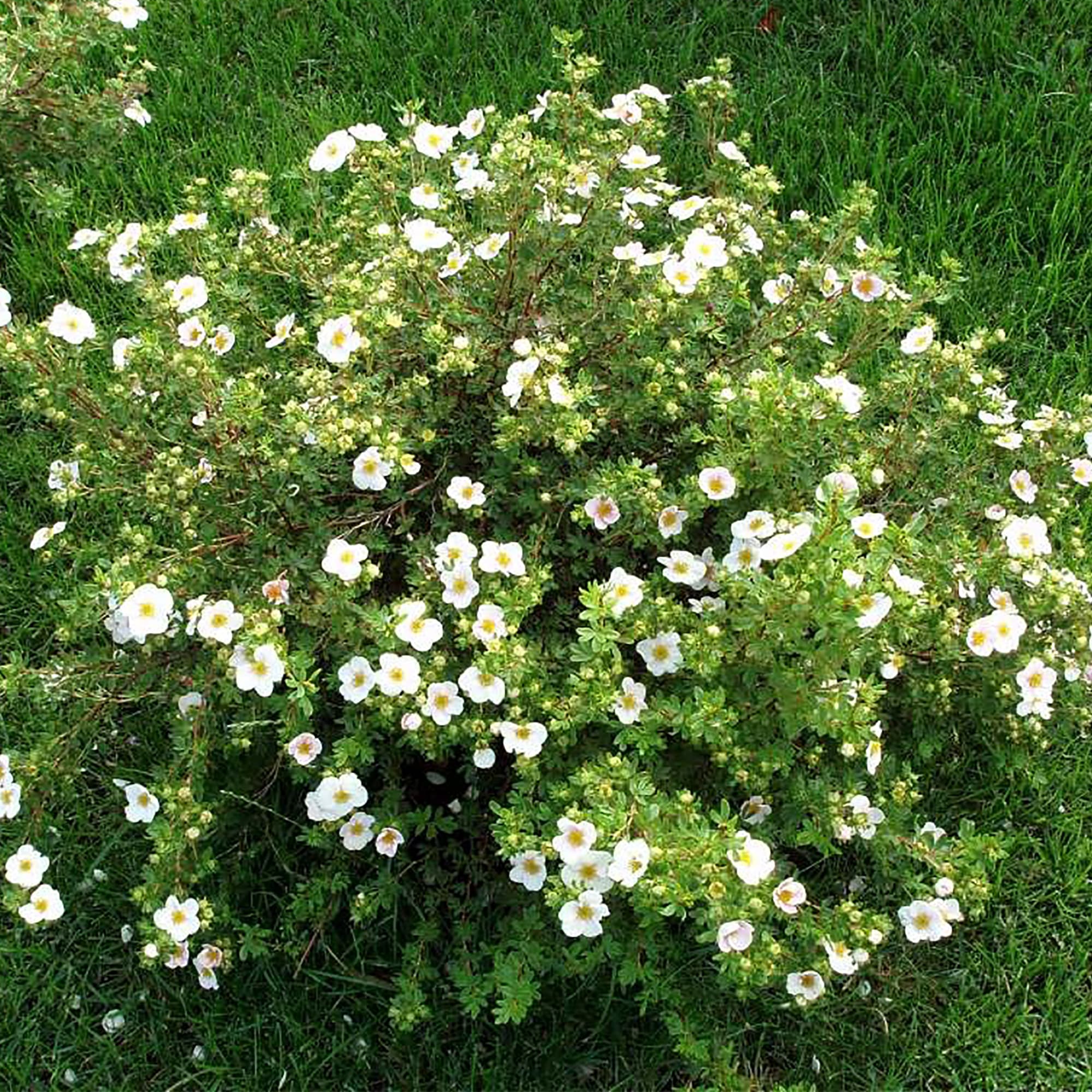 Перстач кущовий 'Маунт Еверст', Potentilla fruticosa 'Mount Everest' С2 Н20/30