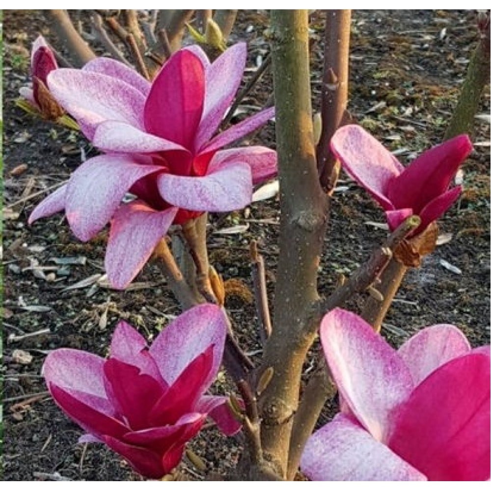 Магнолія 'Старбурст', Magnolia 'Starburst' С5 Н50/60