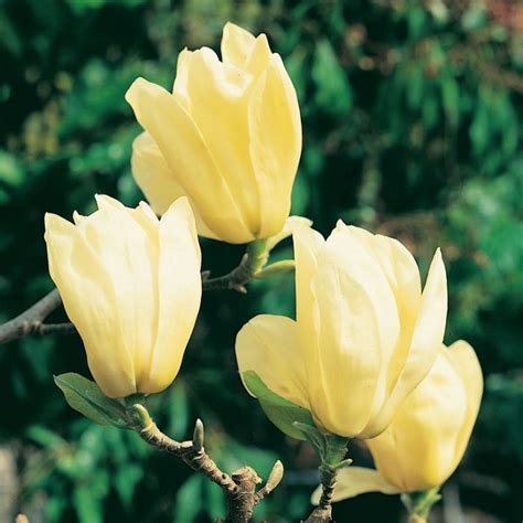 Магнолія бруклінська 'Елізабет', 'Magnolia 'Elizabeth' С5 Н50/60