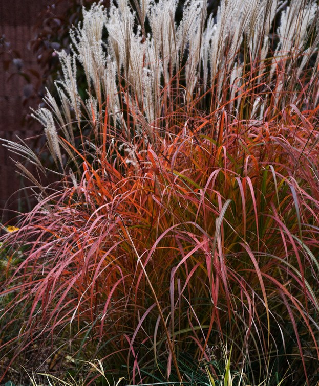 Міскантус китайський "Ротен Октобер", Miscanthus sinensis 'Roten October' С3