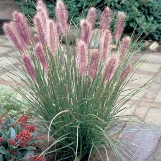 Пеннісетум східний `Карлі Роуз`, Pennisetum orientale `Karley Rose` С3