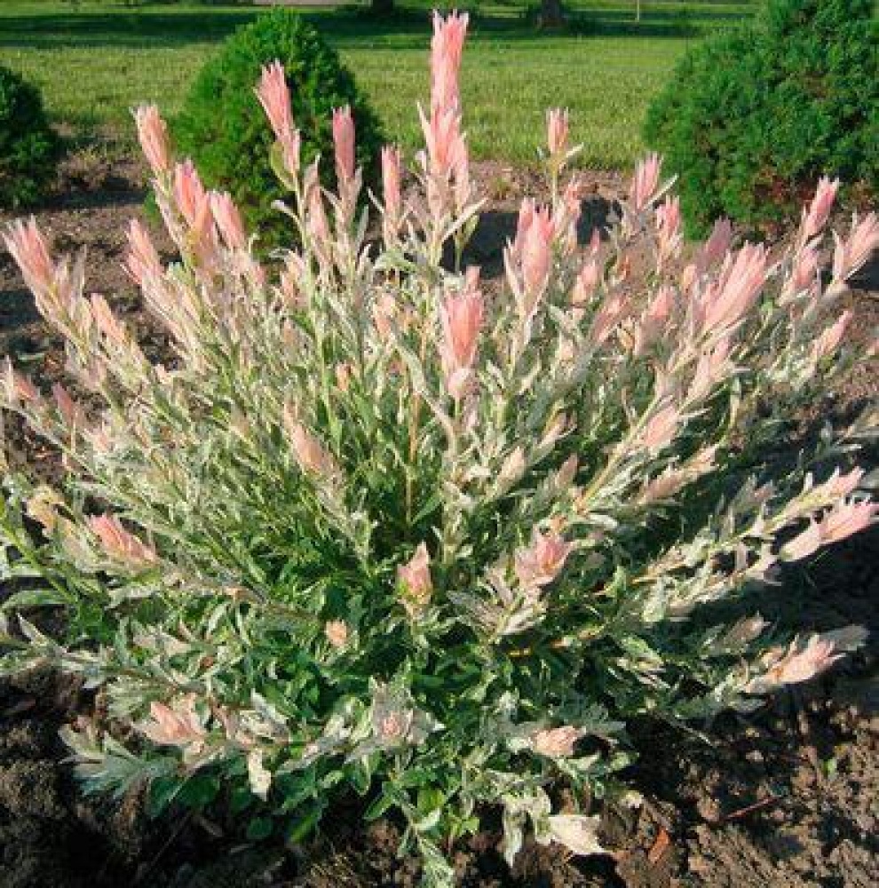 Верба цільнолиста 'Хакуро-Нішікі', Salix x integra 'Hakuro-Nishiki' С5 Н40/50