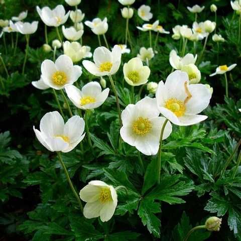 Анемона лісова, Anemone sylvestris С2