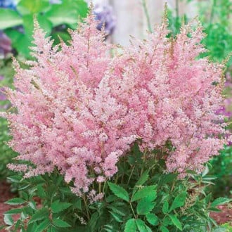 Астільба 'Піч Блоссом', Astilbe 'Peach Blossom' С3