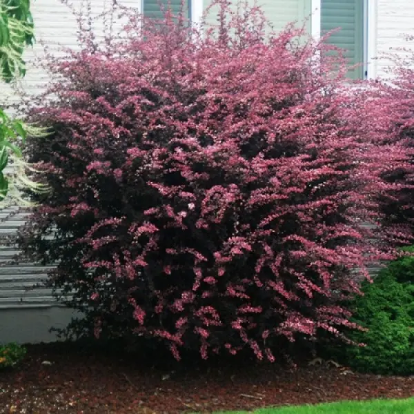Барбарис Тунберга 'Роуз Глоу', Berberis thunbergii 'Rose Glow' С5 Н50/60