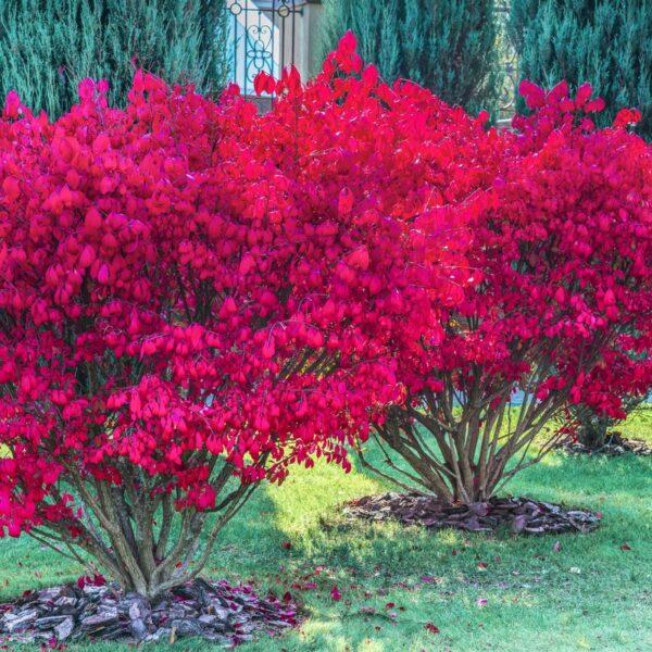 Бересклет крилатий 'Блейд Раннер', Euonymus alatus 'Blade Runner' С15 Н60/70
