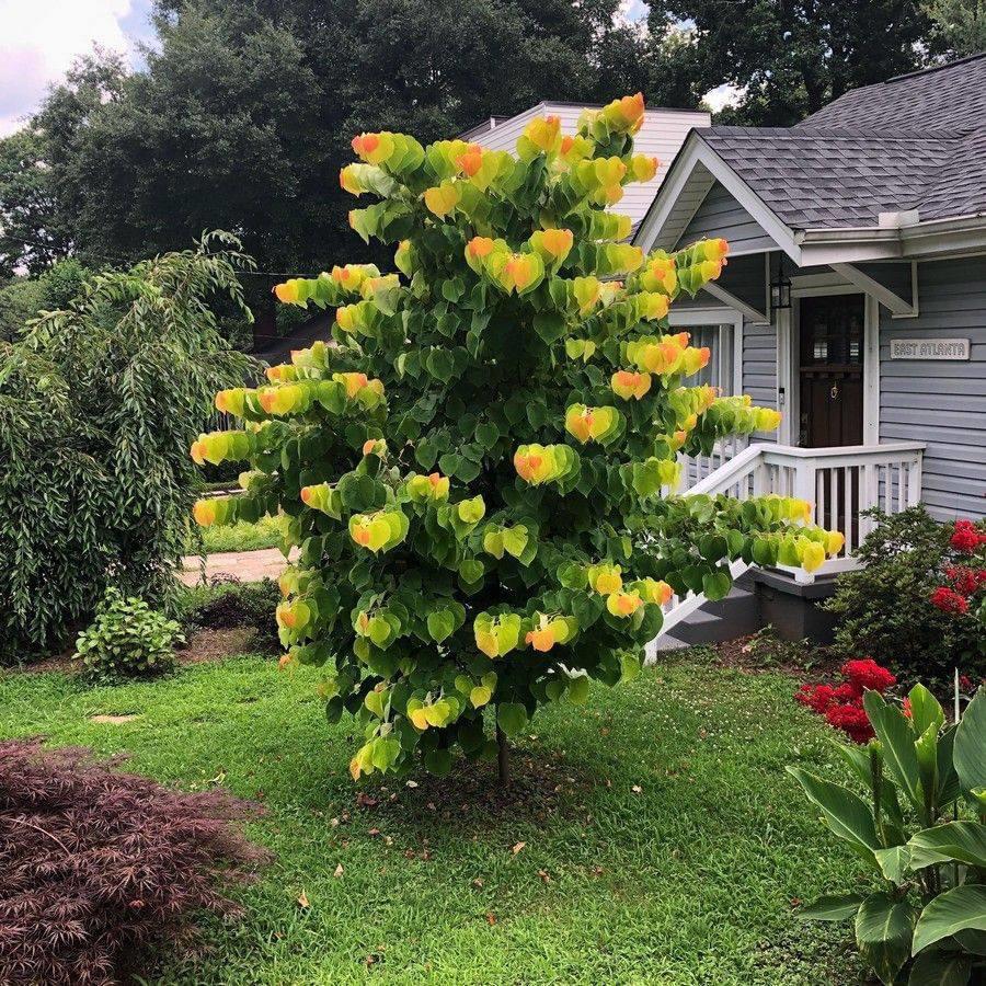 Церцис канадський 'Райзін Сан', Cercis canadensis 'The Rising Sun' C20 H150/160