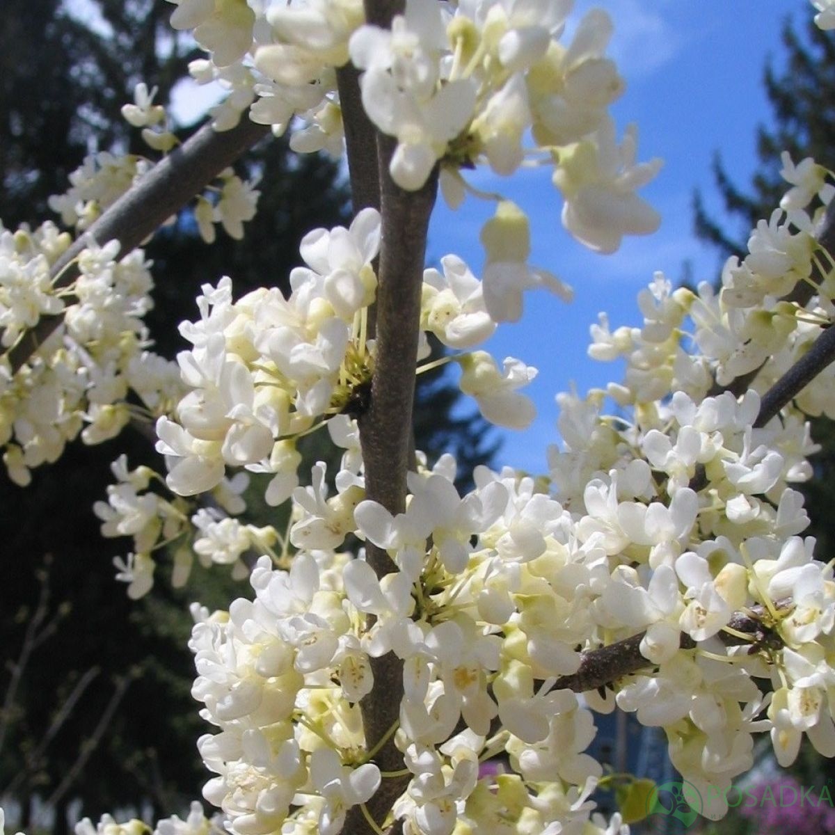 Церцис канадський 'Роял Вайт', Cercis canadensis 'Royal White' С15 Н100