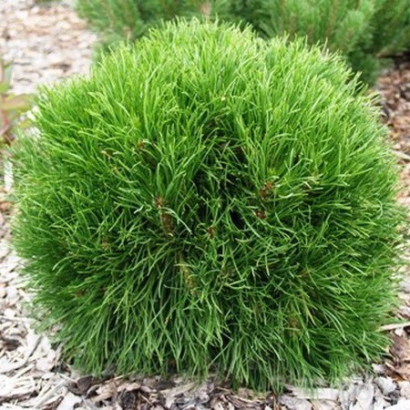 Сосна гірська "Варелла", Pinus mugo "Varella" С10 Н20/25