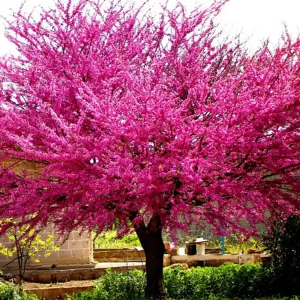 Церцис канадський 'Мерлот', Cercis canadensis 'Merlot' C20 H150/160