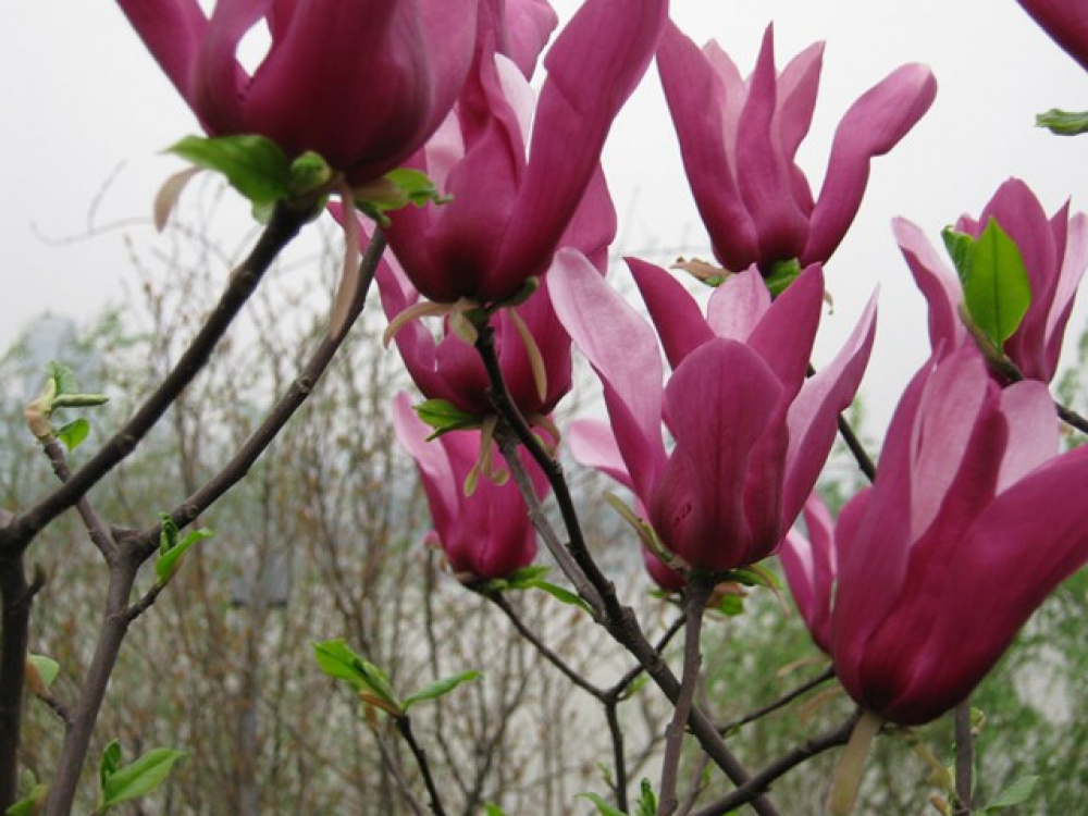 Магнолія гібридна 'Орхід', Magnolia hibrida 'Orchid' С5 Н50/60