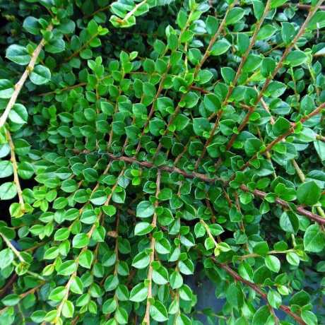Кизильник Даммера 'Ейхольц', Cotoneaster radicans 'Eichholz' C3 Н30/35