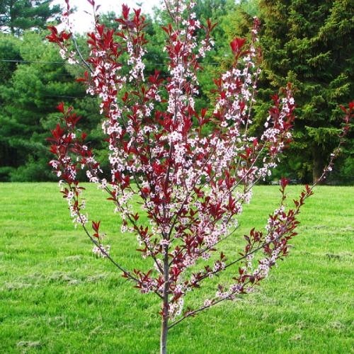 Слива "Цистена", Prunus Cistena С20 Н170/180