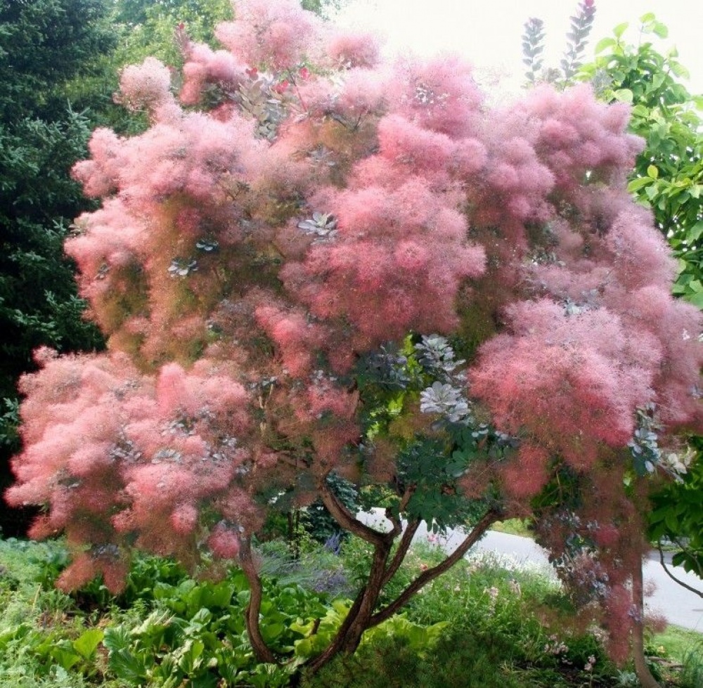 Скумпія шкіряна 'Олд Фешн', Cotinus coggygria 'Old Fashioned' С20 Н120/140