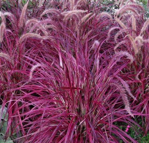 Пенісетум пурпурниий, Pennisetum glaucum 'Purple' С3