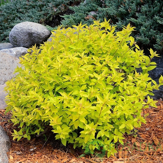 Спірея японська 'Голдмаунд', Spiraea japonica 'Goldmound' С3 Н30/40