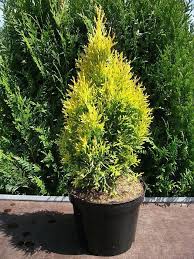 Туя західна 'Голден Смарагд', Thuja occidentalis 'Golden Smaragd' C5 H70/80