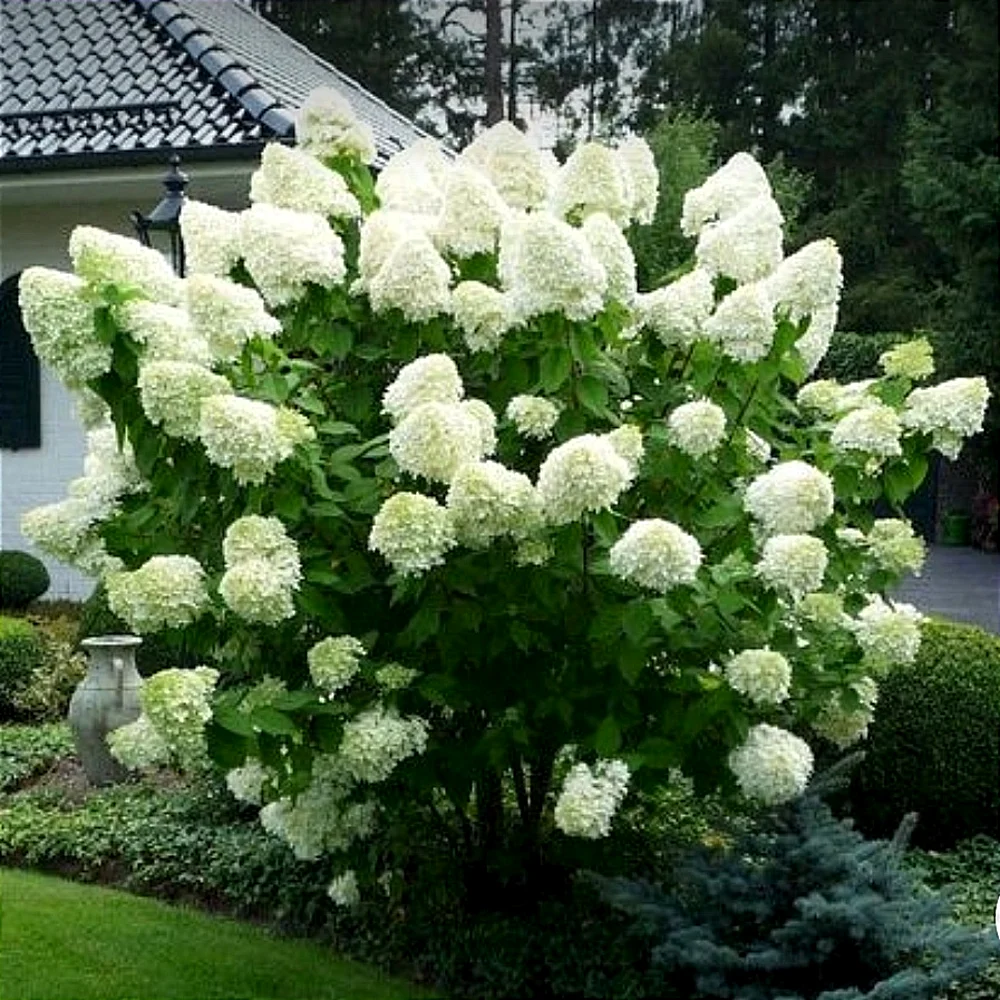 Гортензія волотиста 'Сільвер Долар', Hydrangea paniculata 'Silver Dollar' С3 Н40/50