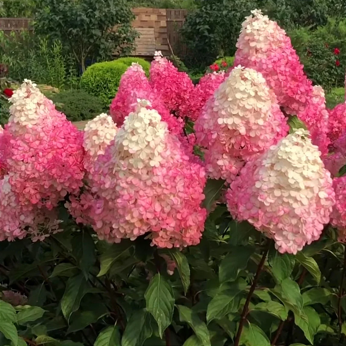 Гортензія волотиста 'Ванілла Фрейз', Hydrangea paniculata 'Vanille Fraise' С3 Н40/50