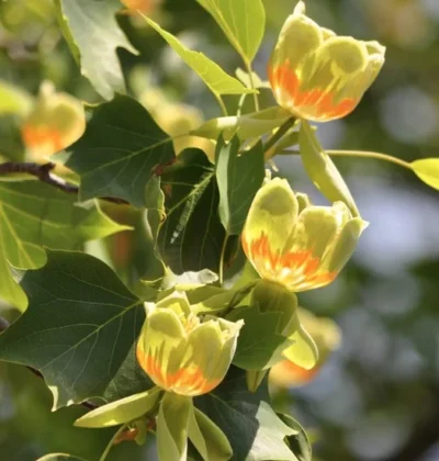 Магнолія гібридна 'Cансейшн', Magnolia hibrida 'Sunsation' С5 Н30/40