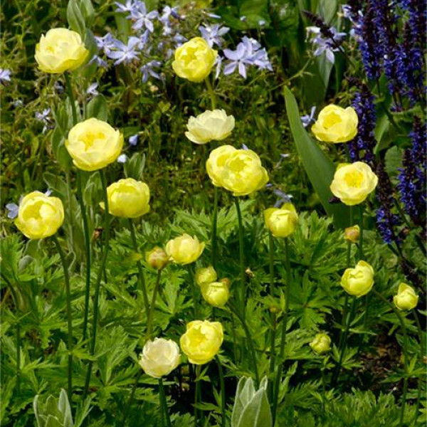 Купальниця, Trollius С7.5
