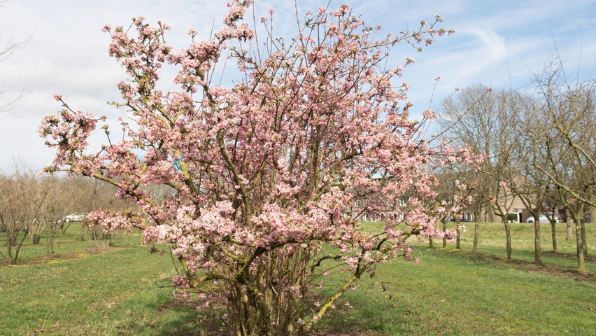 Калина боднантенська 'Чарльз Ламонт', Viburnum bodnantense 'Charles Lamont' С5 Н60/80