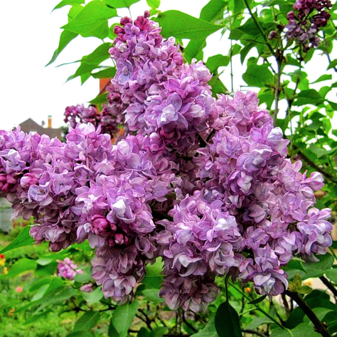 Бузок звичайний 'Катерина Хавемейєр', Syringa vulgaris 'Katherine Havemeyer' C20 H110/120