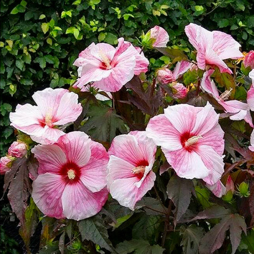 Гібіскус трав'янистий, Hibiscus moscheutos С15 Н80/100