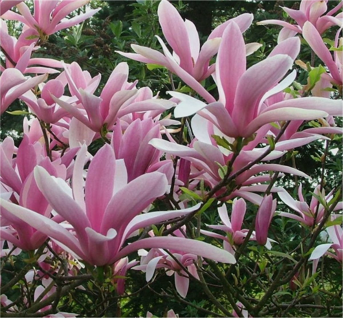 Магнолія 'Джордж Генрі Керн', Magnolia 'George Henry Kern' C10 H40/50