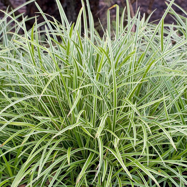 Осока японська 'Айс Денс', Carex morrowii 'Ice Dance' С7,5