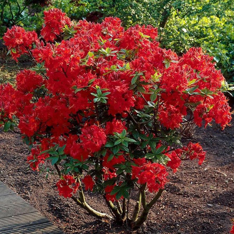 Азалія великоквіткова, Rhododendron hybrid С10 Н40/50