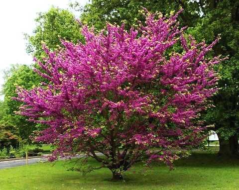 Церцис канадський 'Форест Пансі', Cercis canadensis 'Forest Pansy' С10 Н150/160