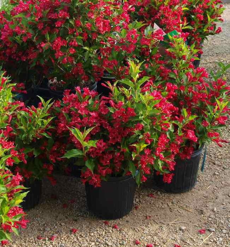 Вейгела гібридна 'Ред Принц', Weigela hybrida 'Red Prince', С5 Н60/70