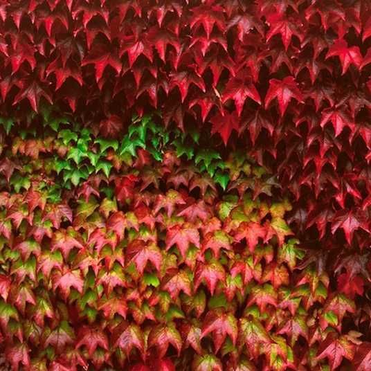 Виноград дівочий тризагострений 'Вічі', Parthenocissus tricuspidata 'Veitchiі' С2