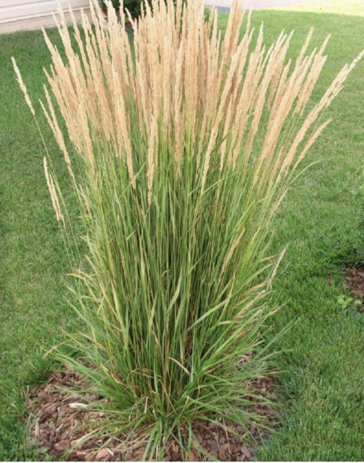 Війник 'Карл Форстер', Calamagrostis acutiflora 'Karl Foerster' С2
