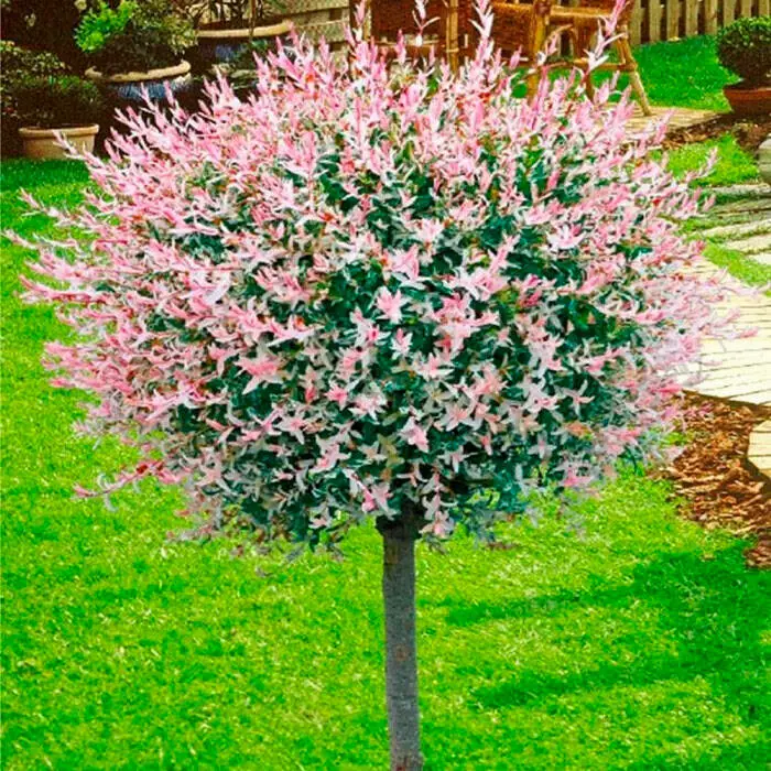 Верба цільнолиста 'Хакуро-Нішікі' на штамбі, Salix x integra 'Hakuro-Nishiki' C10 Pa80/100