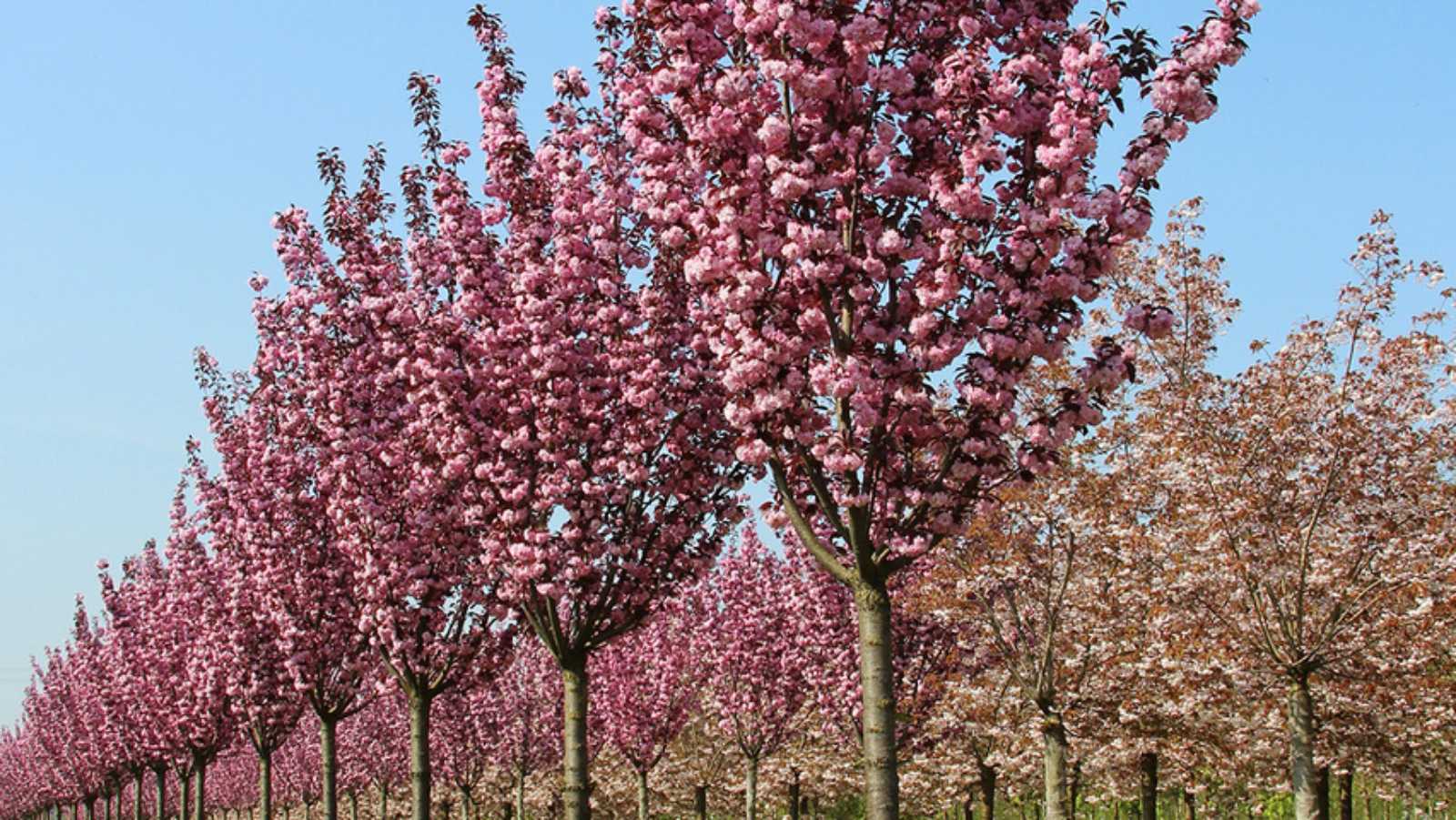 Сакура дрібнопильчаста 'Роял Бургунді', Prunus serrulata 'Royal Вurgundy' С30 Ра180