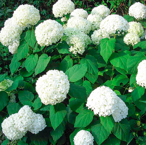 Гортензія деревовидна 'Анабель', Hydrangea arborescens 'Annabelle' Р12, Н20/25